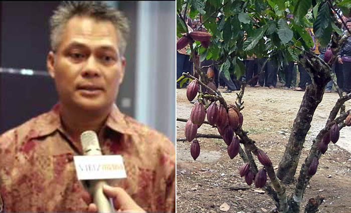 Askindo Tuding Gernas Kakao Gagal Tingkatkan Produksi